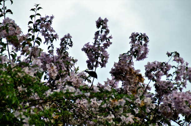 Bougainvillea with pink flower on cloudy day in field