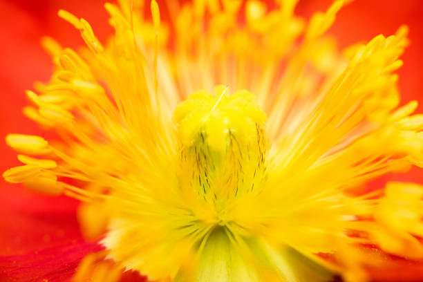 Akureyri, Iceland - August 9, 2024: Closeups of flowers in the public botanical gardens of Akureyri, Iceland