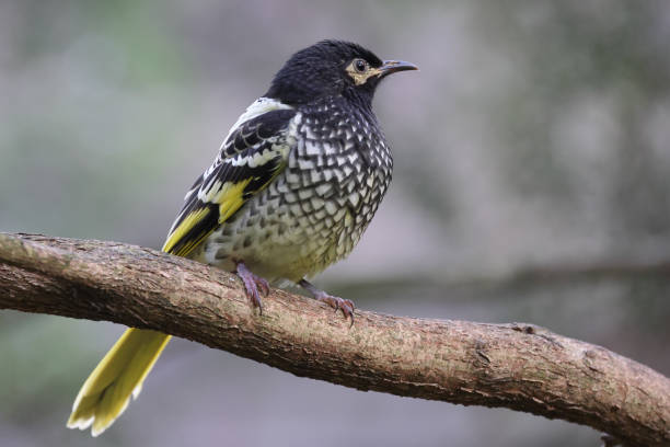 오스트레일리아 리젠트 허니터 - honeyeater 뉴스 사진 이미지