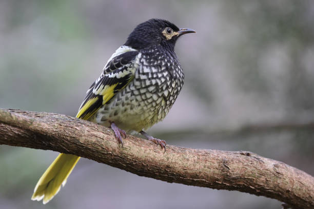Australian Regent Honeyeater Critically endangered Australian Regent Honeyeater honeyeater stock pictures, royalty-free photos & images