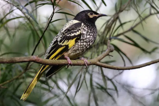 Photo of Australian Regent Honeyeater