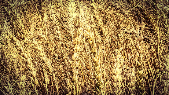 Ripe wheat crop field looks golden colour and beautiful.