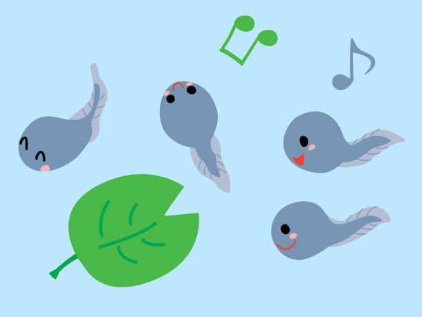 ilustrações de stock, clip art, desenhos animados e ícones de illustration of the tadpoles swimming happily - color image blue background season animal