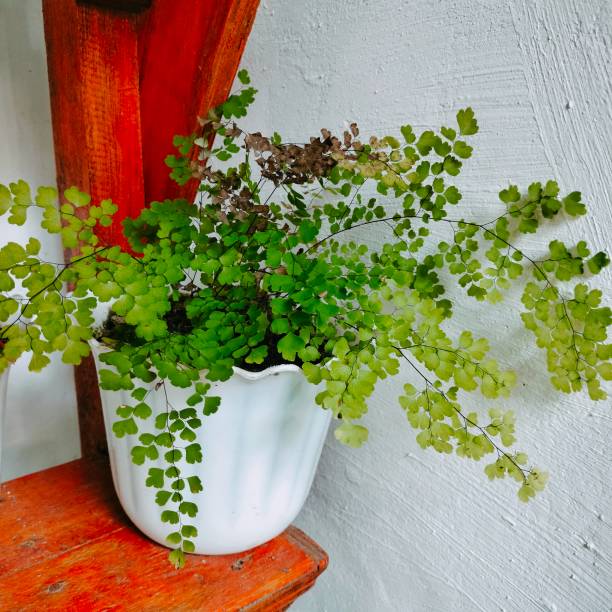 wall background with Dryopteris