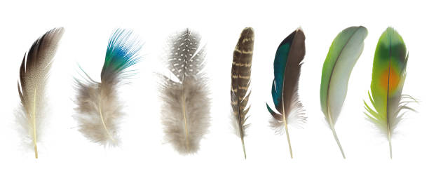 istock Beautiful collection feather isolated on white background 1324139315