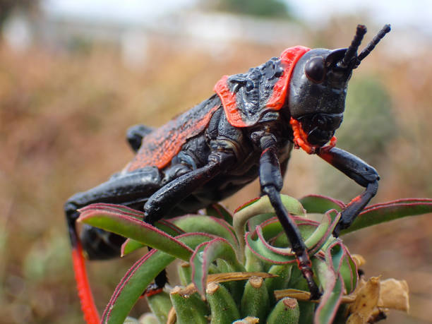 locusta di erba in schiuma koppie tossica (dictyophorus spumans) - locust epidemic grasshopper pest foto e immagini stock