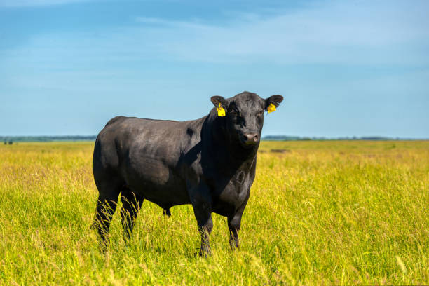 istock A black angus bull stands on a green grassy field 1324140889