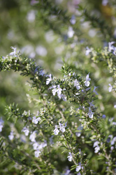 istock Rosemary with flowers 1324143389