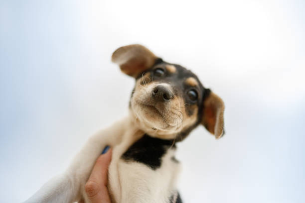 istock Dog puppy seen from below 1324143604