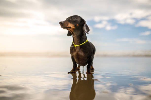 Pet owner playing with her dogs at beach