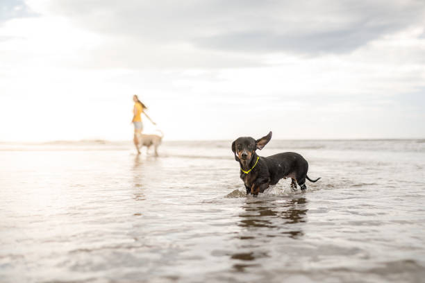 Pet owner playing with her dogs at beach