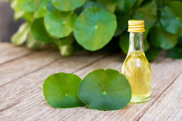 istock Gotu Kola oil 1324145457