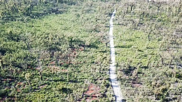 Slow moving aerial view over a track and recovering eucalypt forest and Xanthorrhoea trees one year after wildfire affected the region (near Mallacoota, Victoria, Australia, December 2020)