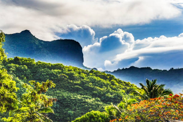 istock Colorful Flame Tree Mountain Moorea Tahiti 1324148115