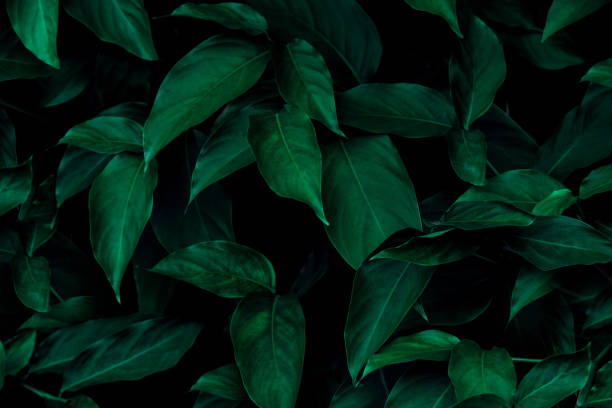 istock tropical leaves, abstract green leaves texture, nature background 1324148427