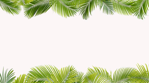 concept texture leaves abstract green nature background tropical leaves coconut isolated on white background - frond imagens e fotografias de stock