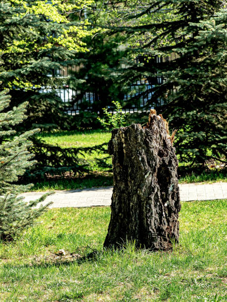 old tree stump in the city park