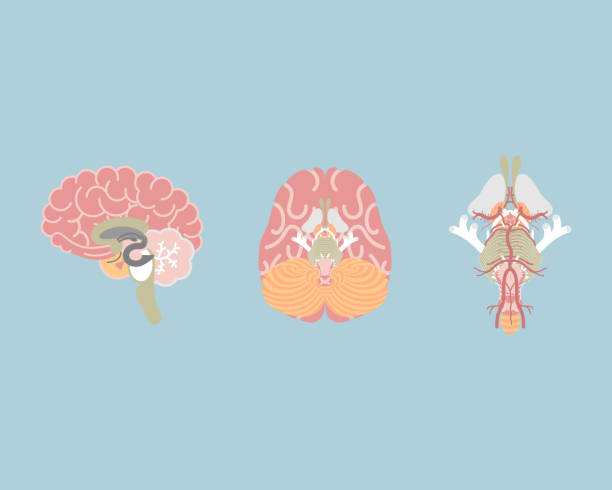 menschliches gehirn und gehirn stamm, innere organe anatomie körper teil nervensystem - brain human spine brain stem cerebellum stock-grafiken, -clipart, -cartoons und -symbole