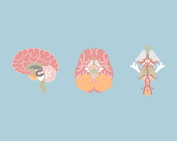 ภาพประกอบสต็อกที่เกี่ยวกับ “สมองของมนุษย์และก้านสมอง, อวัยวะภายในกายวิภาคของร่างกายส่วนระบบประสาท - เส้นประสาทไทรเจมินัล ภาพถ่าย”