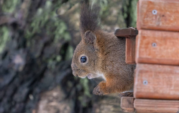 istock fine squirrel in wood house 1324152679