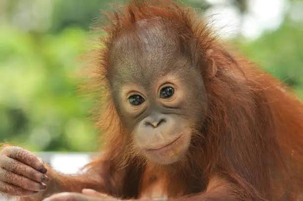 Bornean Orangutan, Sabah, Malaysia