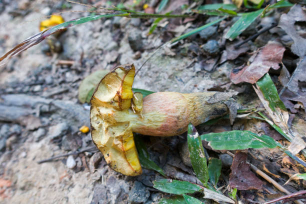 istock Interesting fungi in Queensland 1324158038