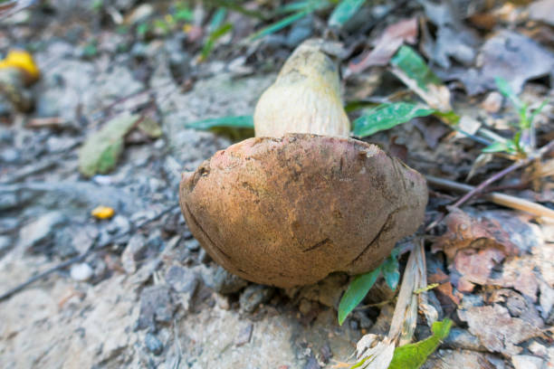 istock Interesting fungi in Queensland 1324158158