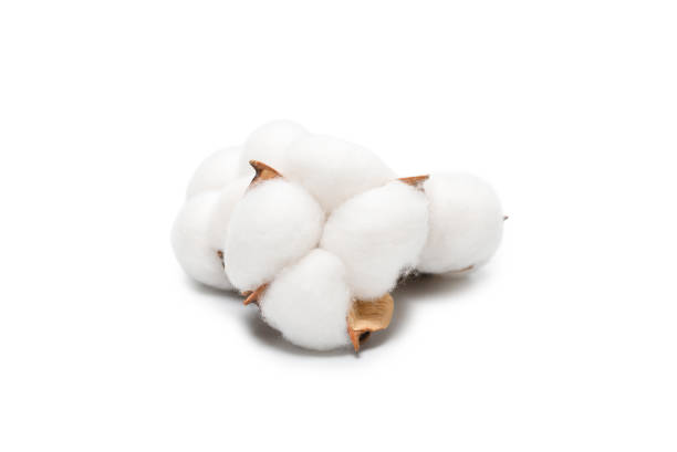 istock Cotton flower branch isolated on white background. 1324161252