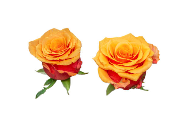 istock Orange rose isolated on a white background. 1324161266