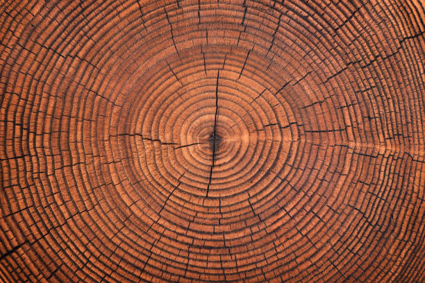 dark wood texture on a stump cut. annual rings old trunk background