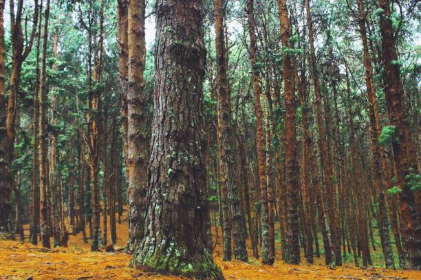 beautiful pine forest of kodaikanal, the popular hill station of tamil nadu is located on the palani foothills (western ghats mountains), south india - indiana autumn woods forest imagens e fotografias de stock