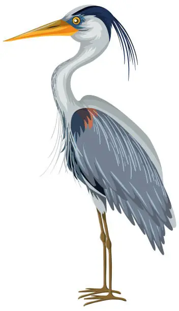 Vector illustration of Great Blue Heron in cartoon style on white background