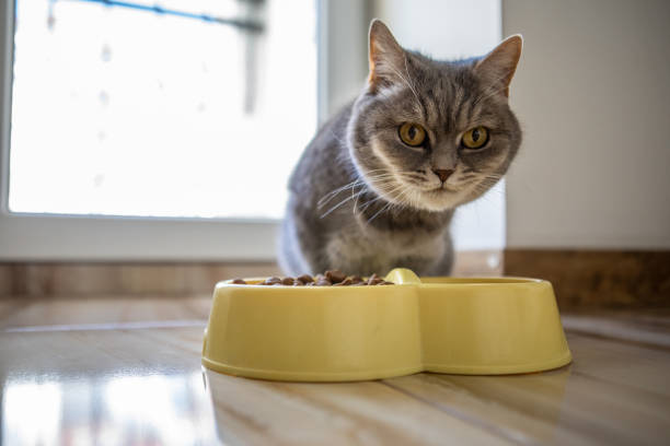 istock domestic grey cat eating 1324162680