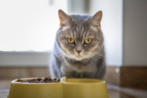 istock domestic grey cat eating 1324162694