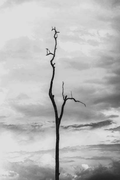 istock Black and white image of a dead tree with sky and cloud background. 1324162808