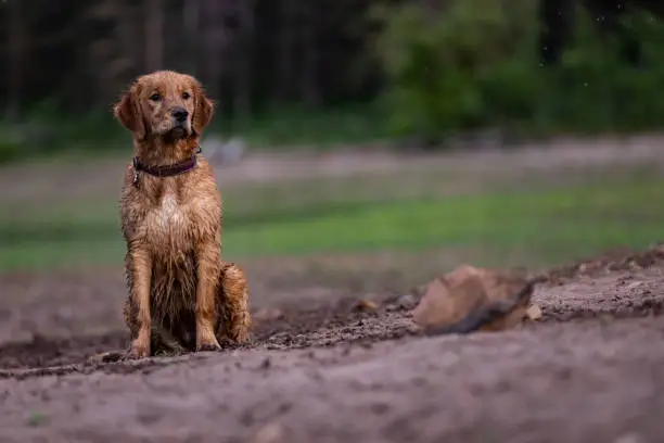A young dog rests on the muddy bank of a lake.