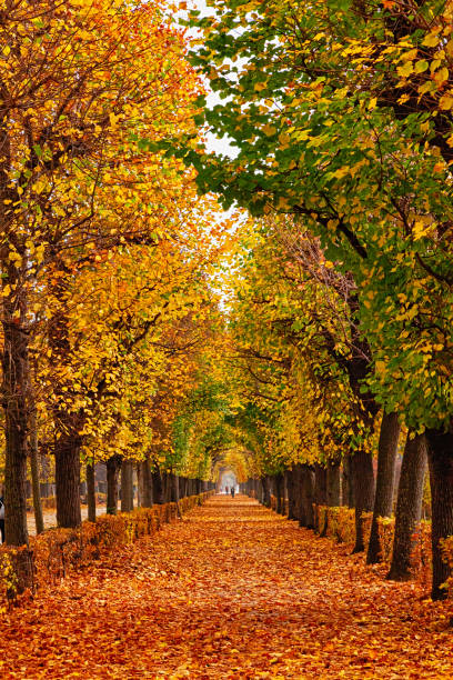 istock Empty alley covered by foliage in autumn park, Vienna, Austria 1324164316