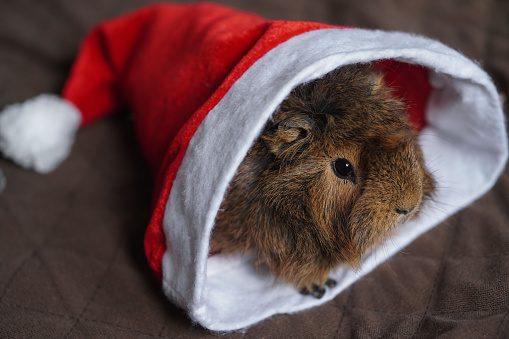 Christmas guinea pig sitting in Santa's hat. Pets concept. Selective focus. Bokeh effect.