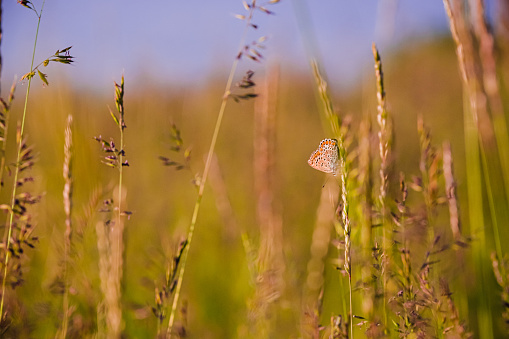 Butterfly in the grass on summer field close up. Pollinating insect on the stem of meadow grass