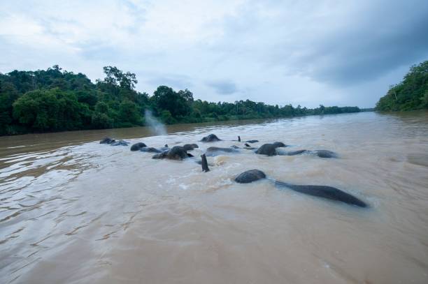 Bornean Elephants Bornean elephants crossing the Kinabatangan River, Sabah, Malaysia kinabatangan river stock pictures, royalty-free photos & images