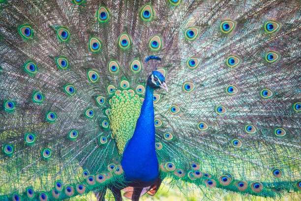 istock An Indian peacock (aka blue peacock) in full courtship display 1324166880