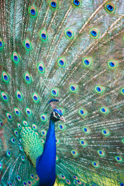 istock An Indian peacock (aka blue peacock) in full courtship display 1324167395