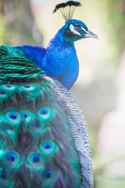 istock Profile of an Indian peacock (aka blue peacock) 1324167523