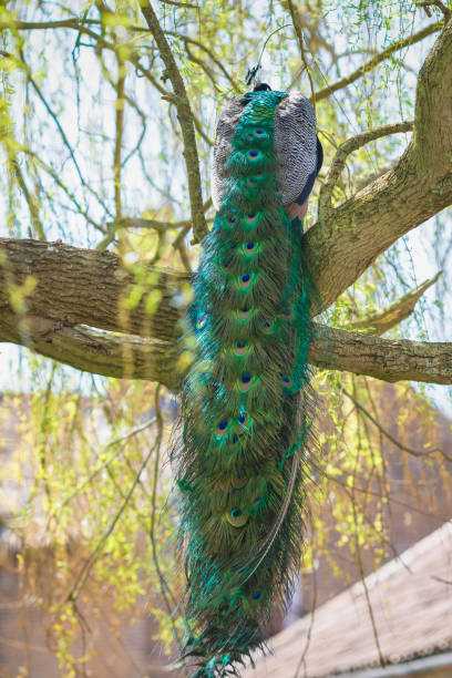 istock An Indian peacock (aka blue peacock) from behind showing a beautiful tail of feathers 1324167630