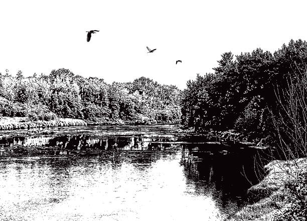 jurk Crimineel Dusver Wilderness River And Forest With Great Blue Herons Stock Illustration -  Download Image Now - Line Art, Landscape - Scenery, Vector - iStock