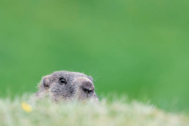 portret świstaku alpejskiego (marmota marmota) - groundhog animal animal behavior beauty in nature zdjęcia i obrazy z banku zdjęć