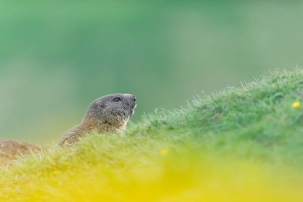 świstak alpejski w sezonie wiosennym (marmota marmota) - groundhog animal animal behavior beauty in nature zdjęcia i obrazy z banku zdjęć