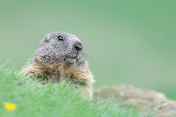 świstak alpejski w trawie (marmota marmota) - groundhog animal animal behavior beauty in nature zdjęcia i obrazy z banku zdjęć