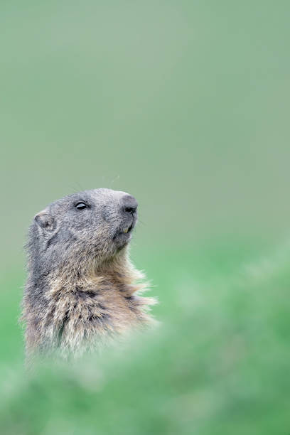 wartownik alp, portret sztuki alpejskiego świstaku (marmota marmota) - groundhog animal animal behavior beauty in nature zdjęcia i obrazy z banku zdjęć