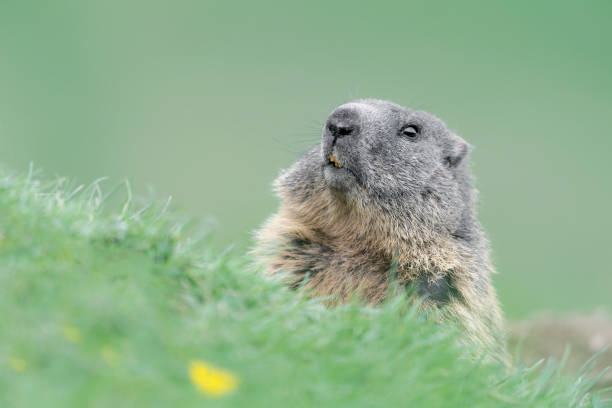 istock The Alpine marmot in the grass (Marmota marmota) 1324169332